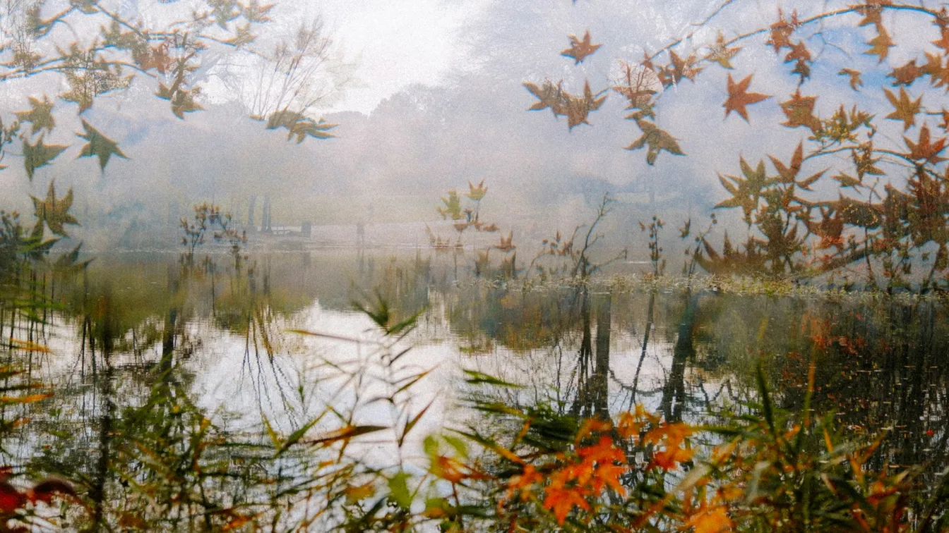 a misty pond with trees and leaves
