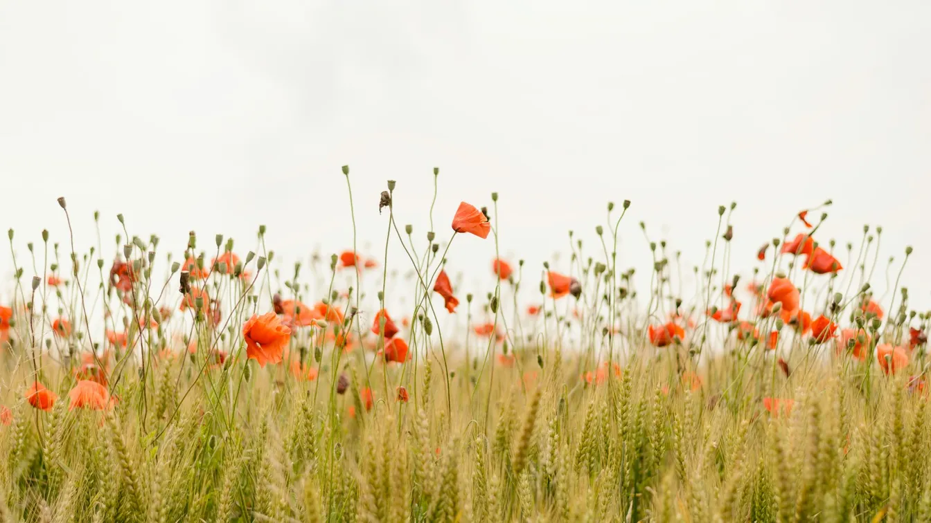 red poppies in a field of wheat
